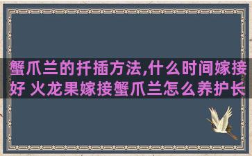 蟹爪兰的扦插方法,什么时间嫁接好 火龙果嫁接蟹爪兰怎么养护长寿花如何度过休眠期